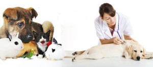 Perros, gatos y enfermedades veterinarias